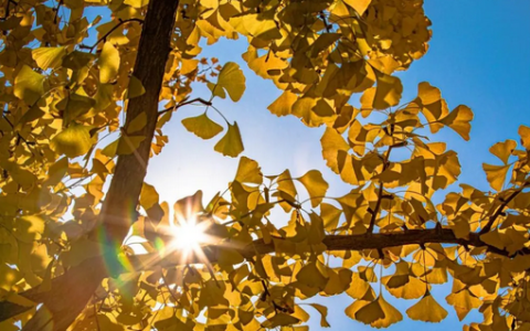 给父母买保险，记住这几点就够了！