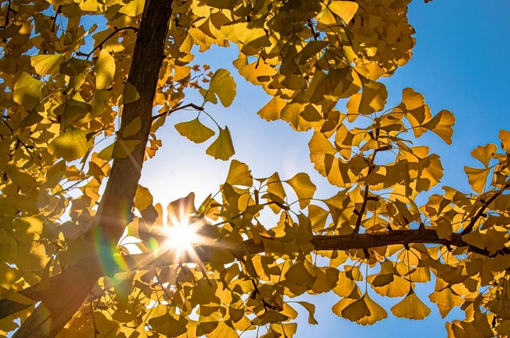 给父母买保险，记住这几点就够了！